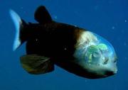 美科学家拍摄深海透明脑袋怪鱼