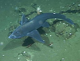 2009最怪异物种发现公布：鱼长獠牙似吸血鬼